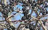 Бархат амурський насіння (20 шт) (Phellodendron amurense) корковий феллодендрон пробкове дерево, фото 3