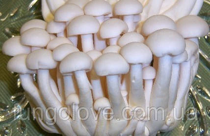 Шимеджі (Hypsizygus marmoreus), фото 1