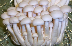 Шимеджі (Hypsizygus marmoreus)