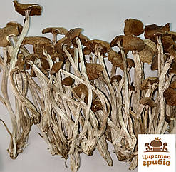 Сушений Опеньок Тополевий (Cyclocybe aegerita)