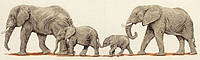"Elephant Stroll/Слоны на прогулке" Anchor. Набор для вышивания (PCE732)