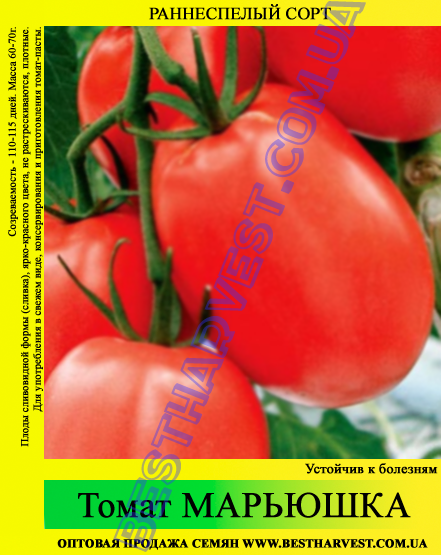 Семена томата Марьюшка 0,5 кг - фото 1 - id-p35547240