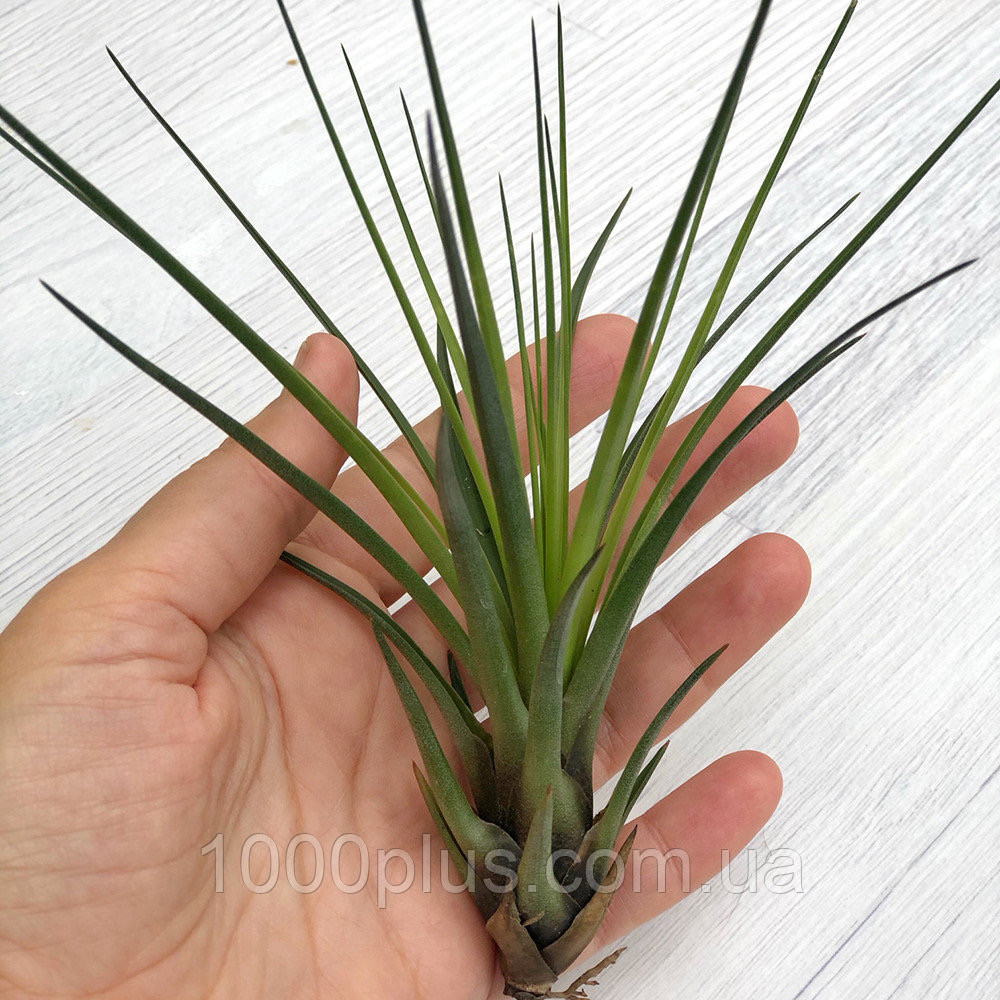 Тіландсія атмосферна Триколор Меланократер (Tillandsia Tricolor melanocrater) розмір L