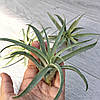 Тіландсія атмосферна Капітата (Tillandsia Capitata), фото 8