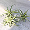 Тіландсія атмосферна Капітата (Tillandsia Capitata), фото 5