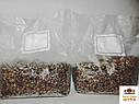 Міцеля зернової Фламуліни, Єнокі (Flammulina velutipes) 1 кг., фото 2