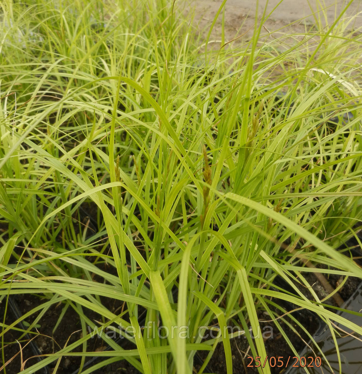 Осока пальмолисна — Carex muskingumensis