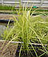Осока пальмолистная - Carex muskingumensis, фото 4