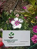 Гвоздика китайська насіння 0,25 грами (прибл. 300 шт) (Dianthus chinensis) рожево-біла багаторічна, фото 3