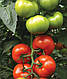 Насіння томату Фантастіна F1/Fantastina F1 500 насіння Syngenta, фото 6