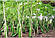Опори для підв'язування рослин або садових решіток/пергол Ø 8 мм (1,5 метра), фото 2