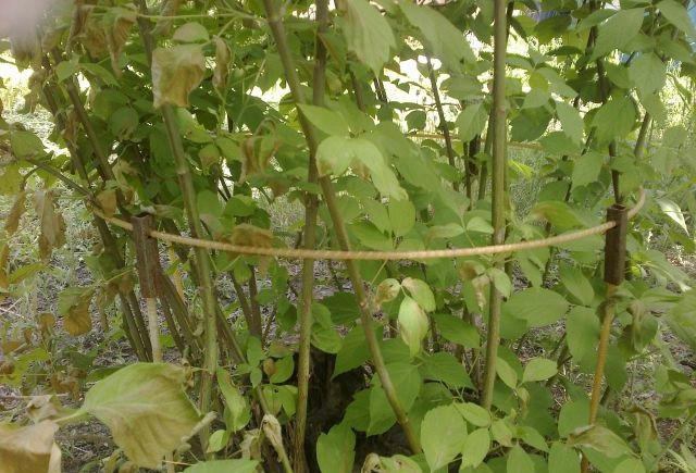 Опори для підв'язування рослин або садових решіток/пергол Ø 8 мм (1,5 метра)