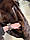 Жіноча норкова жилетка суцільна нірка канаська коричневого кольору розмір L M, фото 8
