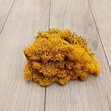Стабілізований мох жовтий  (ягель) коробка 500 г для декору, фото 2
