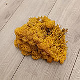 Стабілізований мох жовтий  (ягель) коробка 500 г для декору, фото 3