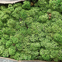 Стабілізований мох (ягель) 500г фасовка