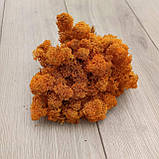 Оранжевий Стабілізований мох, ягель 1 кг, фото 3