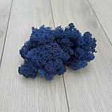 Стабілізований мох (ягель) 500 г, фото 2