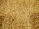 Пшениця озима Шестопалівка 1-Р, фото 3