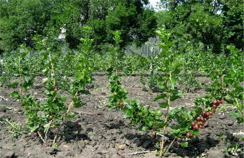 аґрус, купити аґрус, посадка агрусу, замовити саджанці агрусу, аґрус оптом, саджанці агрусу, аґрус в Україні, купити агрус з доставкою в україну, саджанці агрусу