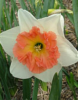 Нарцис корончатий