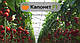 Насіння томату Капонет F1, 500 насіння, Syngenta, фото 5
