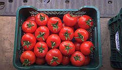 Насіння томату Капонет F1, 500 насіння, Syngenta