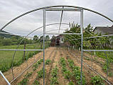 Теплиця "Дарина підсилена" 4х8м, труба 30х30мм з плівкою 120 мкм, фото 8