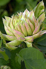 Клематис Sen-no-Kaze (Сен-но-Казе), фото 3