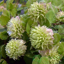 Клематис Sen-no-Kaze (Сен-но-Казе), фото 5