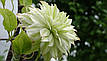 Клематис Sen-no-Kaze (Сен-но-Казе), фото 8
