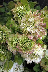 Клематис Sen-no-Kaze (Сен-но-Казе), фото 4