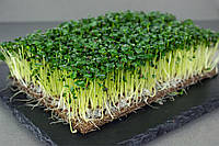 Гірчиця чорне насіння мікрогрін екосемена microgreens seeds non gmo certified Вага 1 кг