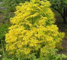 Бузина червона Sutherland Gold С2