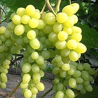 Виноград кишмиш Цимус