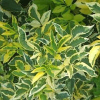 Бузина чорна Madonna С2