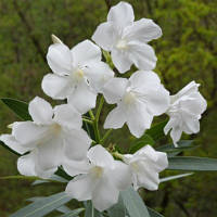 Олеандр білий напівхровий