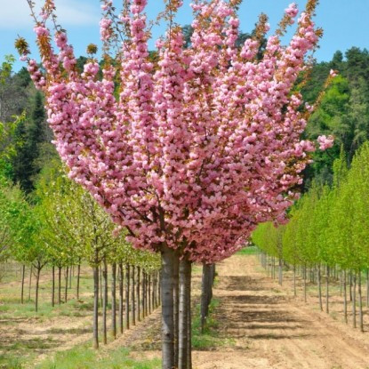 Нағыз кисканың фотосы Өзіңіздің жыныстық машинаңызды жасаңыз