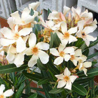 Олеандр кремовий С2