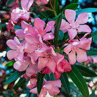 Олеандр ніжно-рожевий С2