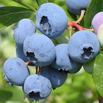 Саджанці лохини Санрайз — середня, врожайна, невибаглива (4-х роківка)
