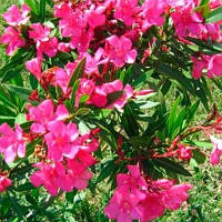 Олеандр рожевий 5