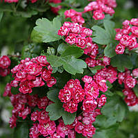 Саджанці глоду "Пауль Скарлет" (бояришник)