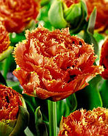 Тюльпан махровий оторочений Sensual Touch 11/12