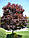 Саджанці клену гостролистного Crimson King (штамб Н 0,8-1 м), фото 2