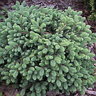 Саджанці Ялини чорної Маріана Нана (Picea mariana) Р9, фото 2