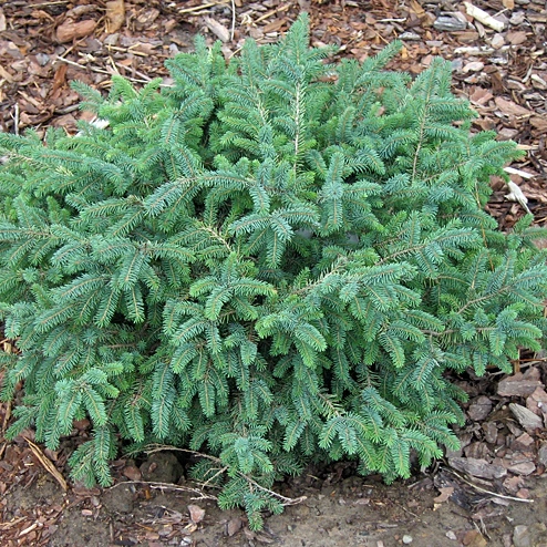 Саджанці Ялини чорної Маріана Нана (Picea mariana) Р9
