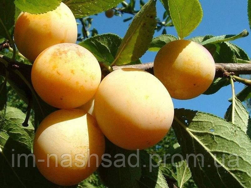 Саджанці аличі ( диплоїдної сливи ) SHIRO /Широ/