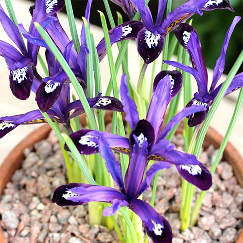 Луковиці Ірис Blue Note 5/6 100 шт., фото 1