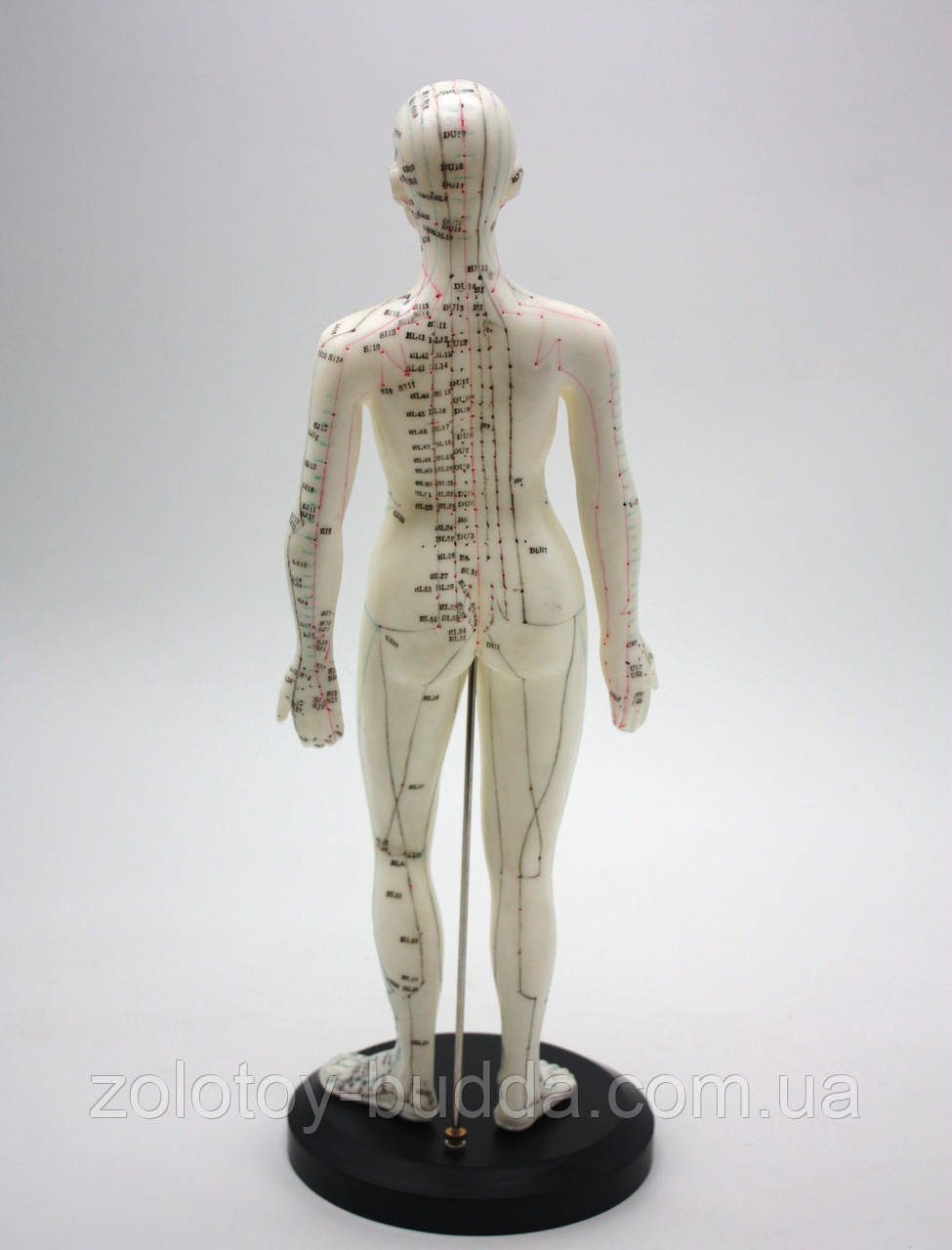 Купить Макет человека женщины 50см., цена 1888 ₴ — Prom.ua (ID#1191189124)